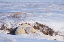 Polar bear (Ursus maritimus) sow with cub sleeping outside their den in winter, Arctic coast of Alaska