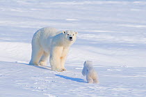 Polar bear (Ursus maritimus) sow playing with her  cub outside their den in late winter, Arctic coast of Alaska
