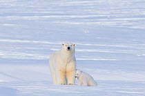 Portrait of Polar bear (Ursus maritimus) sow playing with her cub outside their den in late winter, Arctic coast of Alaska