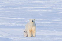 Portrait of Polar bear (Ursus maritimus) sow with her cub outside their den in late winter, Arctic coast of Alaska