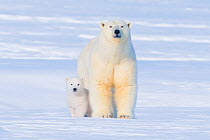Polar bear (Ursus maritimus) sow with her  cub outside their den in late winter, Arctic coast of Alaska