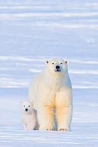 Polar bear (Ursus maritimus) sow with her  cub outside their den in late winter, Arctic coast of Alaska, USA
