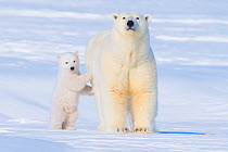 Polar bear (Ursus maritimus) sow standing with her cub outside their den in late winter, Arctic coast of Alaska