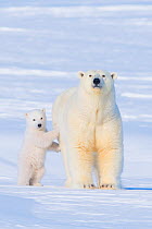 Portrait of Polar bear (Ursus maritimus) sow standing with her cub on the snow in late winter, Arctic coast of Alaska