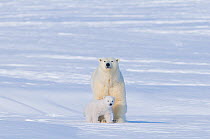 Portrait of Polar bear (Ursus maritimus) sow walking with her newly emerged cub, acclimatising on the snow in late winter, Arctic coast of Alaska