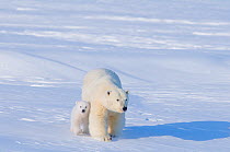 Polar bear (Ursus maritimus) sow walking with her newly emerged cub, acclimatising on the snow in late winter, Arctic coast of Alaska