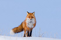 Portrait of Red fox (Vulpes vulpes) standing in snow, winter, Arctic coast of Alaska