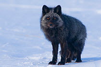 Portrait of Red fox (Vulpes vulpes) of silver / grey colour morph standing in snow, winter, Arctic coast of Alaska