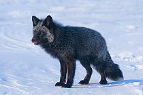Portrait of Red fox (Vulpes vulpes) of silver / grey colour morph standing in snow, winter, Arctic coast of Alaska