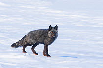 Portrait of Red fox (Vulpes vulpes) of silver / grey colour morph walking in snow, foraging, Arctic coast of Alaska
