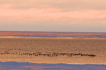 Large flock of King eider ducks (Somateria spectabilis) in flight through an open lead in the pack ice during spring migration, Chukchi Sea, off the Arctic coastal village of Barrow, Alaska, USA 