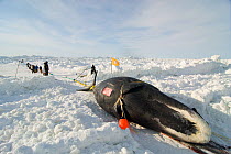 Inupiaq / Inuit subsistence whalers pulling a Bowhead whale (Balaena mysticetus) catch onto the pack ice using a block and tackle pulley system, Chukchi Sea, off the coastal village of Barrow, Alaska,...