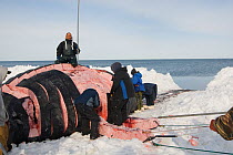 Inupiaq / Inuit subsistence whalers butcher a Bowhead whale (Balaena mysticetus) catch on the pack ice during spring whaling season, Chukchi Sea, off the coastal village of Barrow, Alaska, USA, May 20...