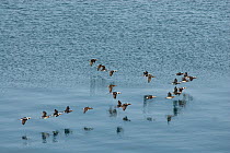 Flock of Long tailed ducks (Clangula hyemallis) in flight over an open lead in the Chukchi Sea during spring migration, Barrow, Alaska. 