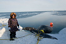Inupiaq / Inuit woman stands next to a Bowhead whale (Balaena mysticetus) catch during spring whaling season, Chukchi Sea, off the coastal village of Barrow, Alaska. May 2009