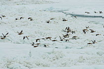 Flock of Long tailed ducks (Clangula hyemallis) in flight over roguh pack ice of the Chukchi Sea during spring migration, Barrow, Alaska, USA