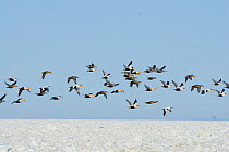 Mixed flock of King eider (Somateria spectabilis) and Common eider (Somateria mollissima) ducks in flight over the pack ice during spring migration, Chukchi Sea, off the Arctic coastal village of Barr...
