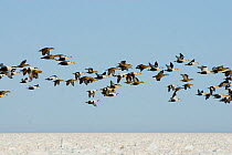 Mixed flock of King eider (Somateria spectabilis) and Common eider (Somateria mollissima) ducks in flight over the pack ice during spring migration, Chukchi Sea, off the Arctic coastal village of Barr...