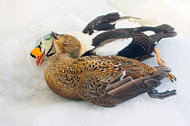 Male and female King eider ducks (Somateria spectabilis) caught by an Inupiaq / Inuit subsistence hunter on the pack ice during their spring migration, Chukchi Sea, Barrow, Alaska. USA