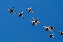 Flock of Common eider (Somateria mollissima) ducks in flight over the Chukchi Sea during spring migration, off the Arctic coastal village of Barrow, Alaska. 