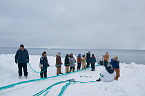 Residents from the Inupiaq arctic village of Barrow along with subsistence whalers pull a Bowhead whale (Balaena mysticetus) catch onto the pack ice using a block and tackle pulley system, Chukchi Sea...