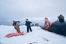 Inupiaq subsistence whalers butcher a Bowhead whale, (Balaena mysticetus) catch on the pack ice during spring whaling season, Chukchi Sea, off the coastal village of Barrow, Alaska. May 2009
