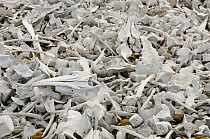 Beluga  / White whale (Delphinapterus leucas) bones piled up and left on a beach by Norwegian whalers in the early 1900s, off Ahlstrandodden, Van Keulenfjord, Svalbard Archipelago, Norway. July 2009