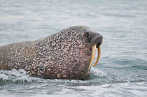 Male Walrus (Odobenus rosmarus) emerges from the sea and approaches a beach to take a rest, Poolepynten, along the coast of Svalbard, Norway