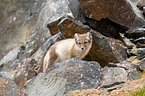 Arctic fox (Alopex lagopus) adult in summer coat at the base of cliffs where guillemots nest, waiting for a fallen chick, Svalbard, Norway