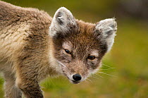 Head portrait of Arctic fox (Alopex / Vulpes lagopus) dark summer morph, foraging on the tundra, Svalbard, Norway