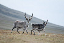 Female Svalbard reindeer (Rangifer tarandus platyrhynchus) a small subspecies of Rangifer tarandus, and calf forage on the tundra along the coast of Svalbard, Norway
