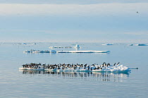 Flock of Brunnich's guillemots (Uria lomvia) resting on an ice floe off the coast of Svalbard, Norway.