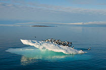 Flock of Brunnich's guillemots (Uria lomvia) resting on an ice floe off the coast of Svalbard, Norway