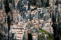 Colony of Brunnich's guillemots (Uria lomvia) nesting on cliffs on the coast of Svalbard in summer, Norway