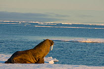 Male Walrus (Odobenus rosmarus) resting on an ice floe floating off the coast of Svalbard in summer, Norway