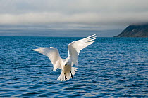 An adult Ivory gull (Pageophilia eburnea) flying over the coast of Svalbard in summer, Norway