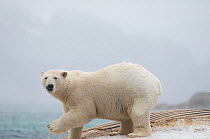 Portrait of  Polar bear (Ursus maritimus) scavenging the carcass of a Fin whale (Balaenoptera physalus) floating along the coast of Svalbard, Norway