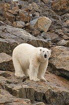 Portrait of Polar bear (Ursus maritimus) traveling the coast, searching for food in summer, Svalbard, Norway