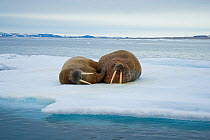 Two Walruses (Odobenus rosmarus) resting on floating sea ice along the coast of Svalbard in summer, Norway
