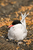 Portrait of Arctic tern (Sterna paradisaea) sitting on its nest in the tundra, Svalbard, Norway
