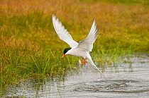 Arctic tern (Sterna paradisaea) fishing in pond outside the town of Longyearbyen, Svalbard, Norway