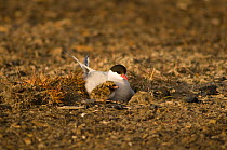 Portrait of Arctic tern (Sterna paradisaea) sitting on its ground nest with one chick, in the tundra, Svalbard, Norway