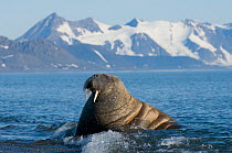 Male Walrus (Odobenus rosmarus) in waters along the coast of Svalbard in summer, Norway