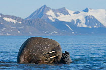 Male Walrus (Odobenus rosmarus) scratching itself in shallow waters along the coast of Svalbard in summer, Norway