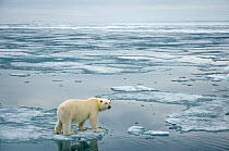 Polar bear (Ursus maritimus) traveling across melting sea ice in search of seals, Svalbard, Norway
