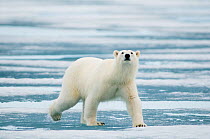 Portrait of polar bear (Ursus maritimus) travelling across melting sea ice in search of seals, Svalbard, Norway