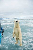 Female Polar bear (Ursus maritimus) hunting seals on the sea ice, stops to check out the sailboat and photographer, standing upright on hind legs, Svalbard, Norway. August 2009