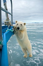 Female Polar bear (Ursus maritimus) curiously checks out the sailboat and photographer, standing upright on hind legs, Svalbard, Norway. August 2009