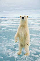 Female Polar bear (Ursus maritimus) curiously checks out the photographer, standing upright on hind legs, Svalbard, Norway