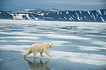 Polar bear (Ursus maritimus) traveling along the coast on sea ice in search of seals, Svalbard, Norway